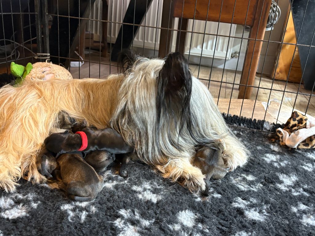 chiot Skye Terrier des vallées Engissoises