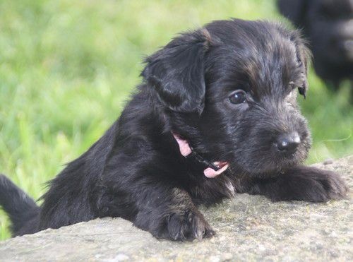 Chiot Skye Terrier des vallées Engissoises