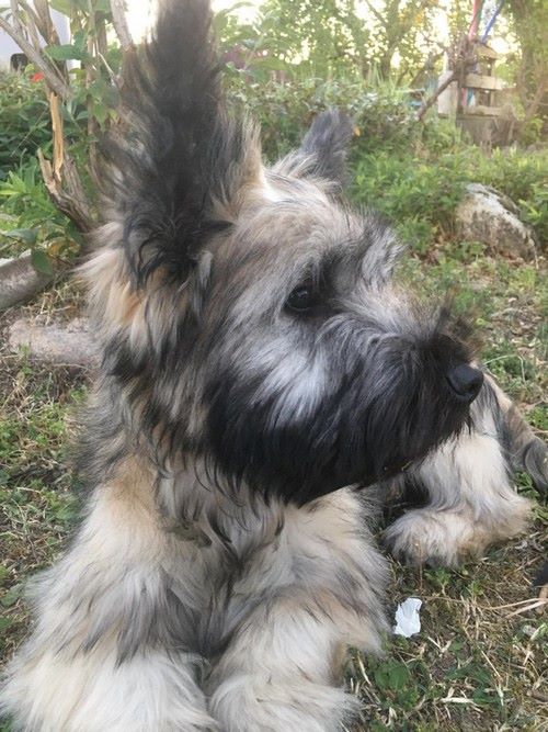 Chiot Skye Terrier des vallées Engissoises